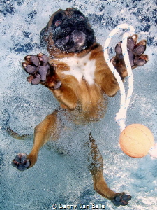 Oops jumping in the water by Danny Van Belle 